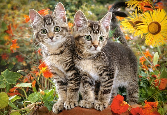Kitten Buddies, Koty, Kotki, Kot